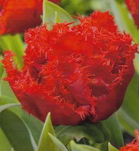 Бахромчатые тюльпаны - фото 1 - id-p92068679