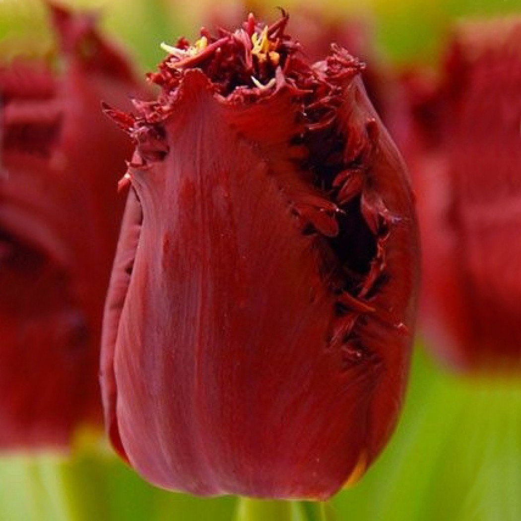 Бахромчатые тюльпаны - фото 3 - id-p92068679