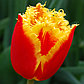 Бахромчатые тюльпаны, фото 6