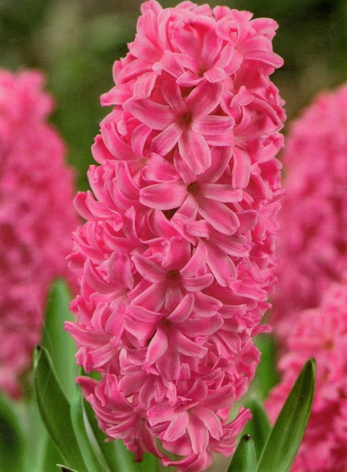 Бахромчатые тюльпаны - фото 10 - id-p92068679