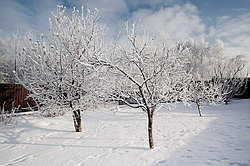 Зимние повреждения и перезимовка плодовых деревьев