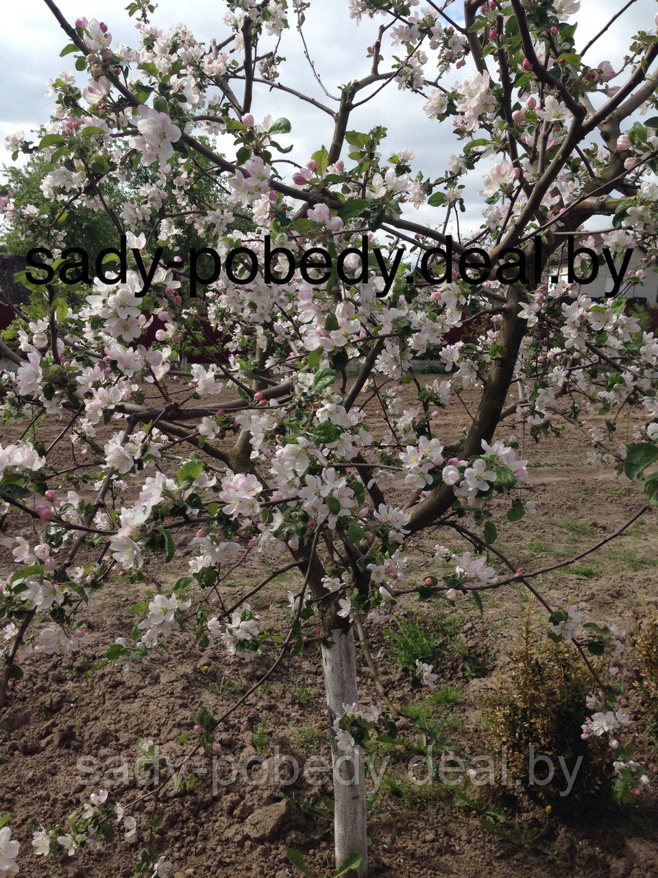 Саженцы яблони "Антей" - фото 4 - id-p2339454