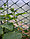 Сетка пластиковая 60*60 1х20 (сетка пвх садовая), фото 3