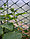 Сетка пластиковая 40*40 2х20 (сетка пвх садовая), фото 2