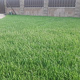 Рулонный газон с подготовкой почвы и укладкой., фото 6