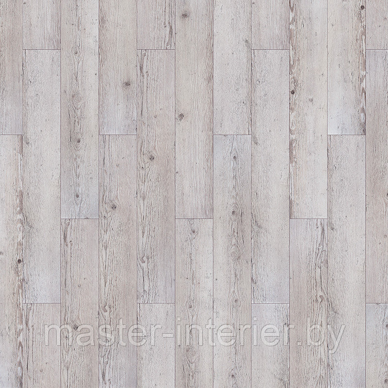 Сосна Эсперанца