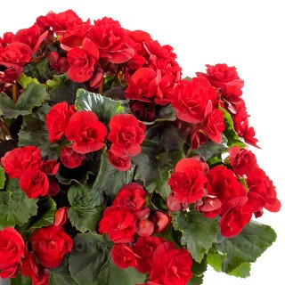 Бегония зимующая Solenia Scarlet