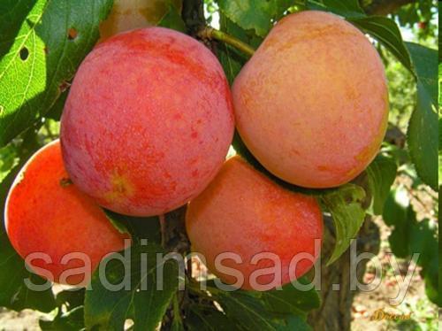 Слива гибридная Скороплодная (абрикосовая) - фото 4 - id-p3990402