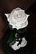 Роза в колбе WHITE ROSE белая, фото 2