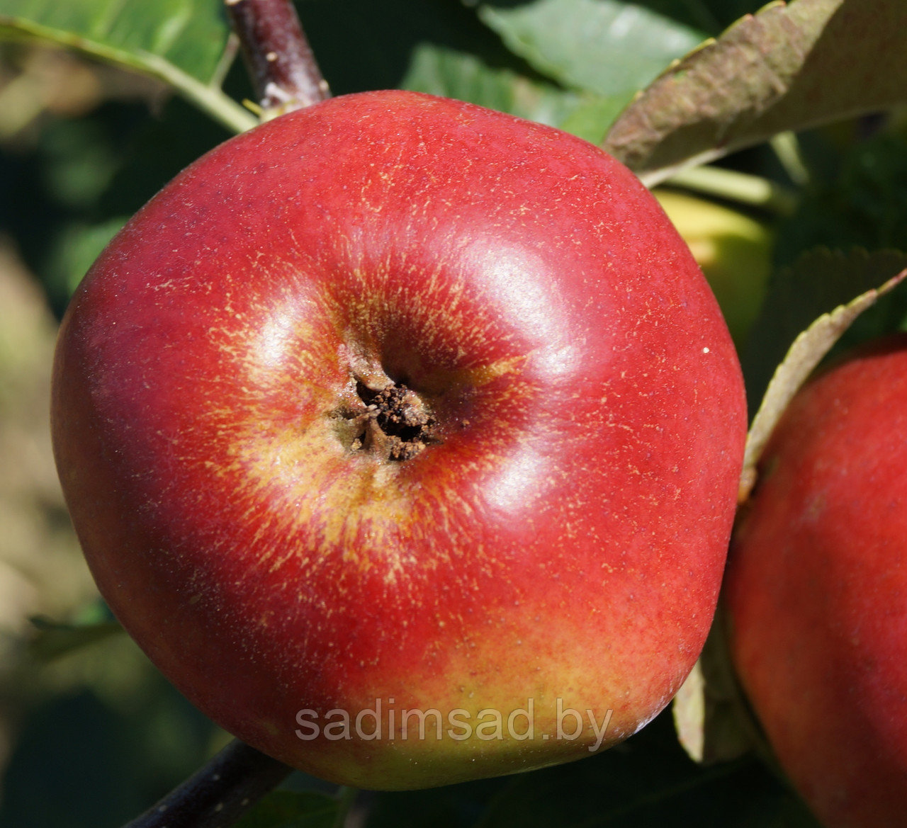 Яблоня зимняя Дыямент - фото 2 - id-p3904560