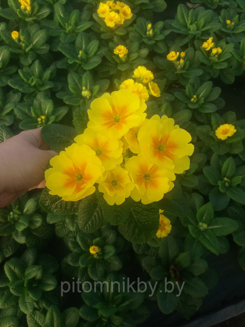 Примула Cabaret Yellow