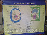 Баннер по биологии "СТРОЕНИЕ КЛЕТКИ" р-р 110*80 см