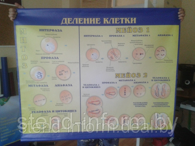 Баннер по биологии "ДЕЛЕНИЕ КЛЕТКИ" р-р 110*80 см