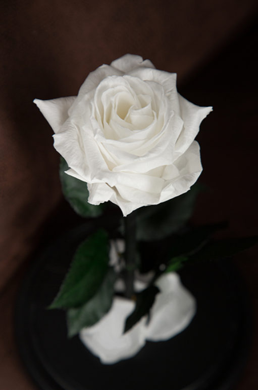 Вечная роза в колбе Mini - фото 4 - id-p94183648