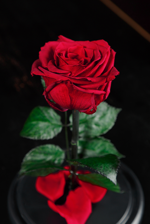 Вечная роза в колбе Premium - фото 5 - id-p94183674