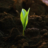 Как повысить плодородие почвы
