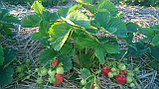 Свежие ягоды клубники Элиане самосбор, фото 2