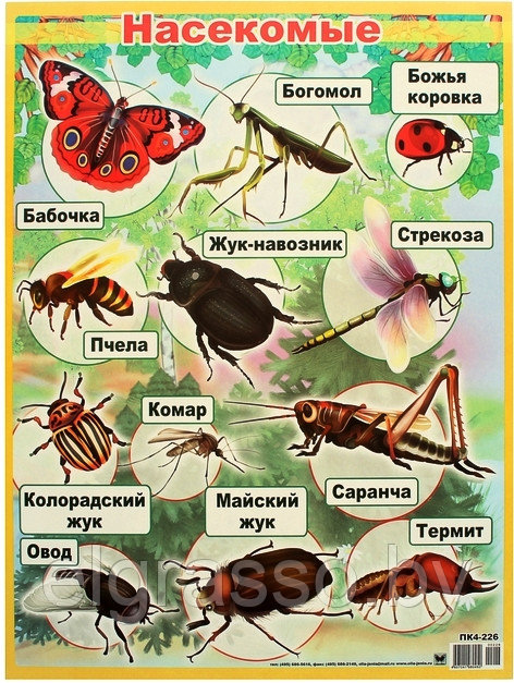 Плакат для детей "Насекомые", А2, Оля и Женя
