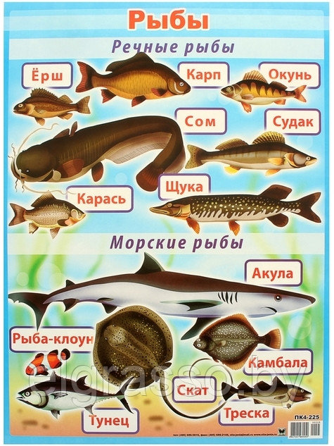 Плакат для детей "Рыбы", А2, Оля и Женя (ID#94851099), цена: 3.50 руб ...