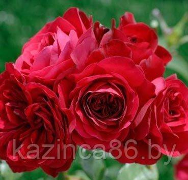 Роза плетистая Glory - фото 1 - id-p95001170