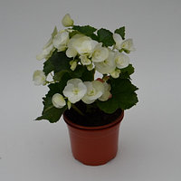 Бегония элатиор белая (Begonia Elatior Clara) (рассада)