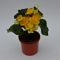 Бегония элатиор ярко-желтая (Begonia Elatior Lydia) (рассада)