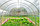Теплица из поликарбоната Сибирская 40-1. Длина 4/6/8/10 метров, фото 4