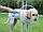 Круговой душ для собак Woof Washer 360, фото 4