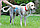 Круговой душ для собак Woof Washer 360, фото 5