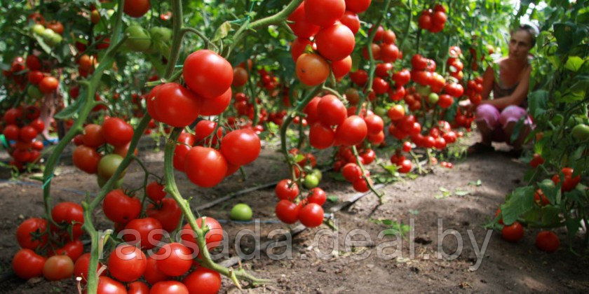 Рассада помидоров, перцев и баклажанов