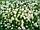 Сидерат Клевер белый низкорастущий, 1 кг, фото 2