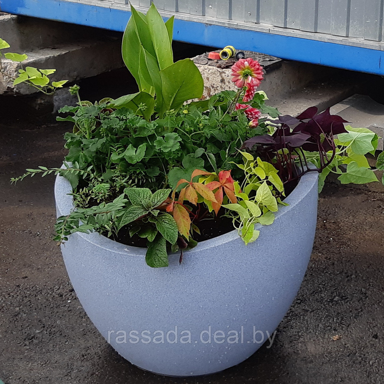 Композиция из многолетних и однолетних растений в пластиковом контейнере - фото 1 - id-p95737421