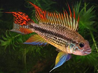 Аквариумная рыбка Апистограмма какаду