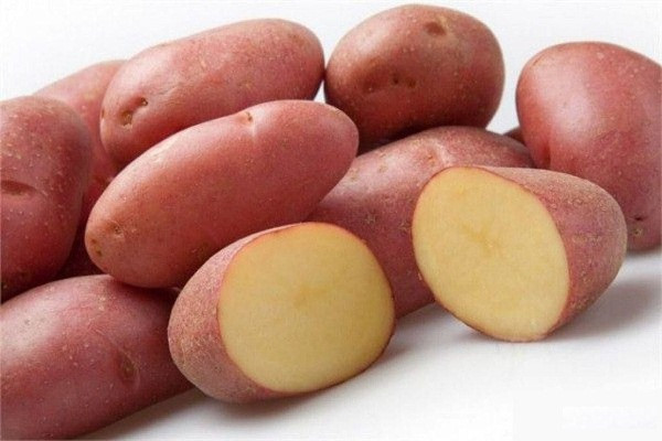 Картофель семенной сорта Манифест - фото 3