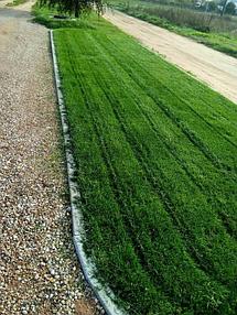 Трава газонная Орнаментал - Германия (EURO GRASS)  2