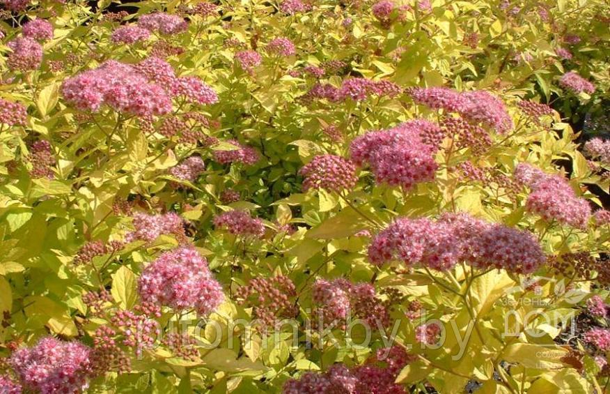 Спирея японская Голден Принцесс (SPIRAEA JAPONICA GOLDEN PRINCESS), р9