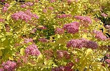 Спирея японская Голден Принцесс (SPIRAEA JAPONICA GOLDEN PRINCESS), р9