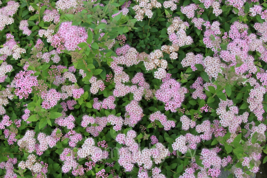 Спирея японская Литл Принцесс (SPIRAEA JAPONICA LITTLE PRINCESS)