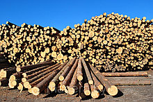 Доска 25*150*6000 сосна 2 сорт