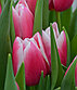 Луковицы голландских тюльпанов, фото 8