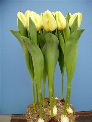 Луковицы голландских тюльпанов - фото 10 - id-p96829087