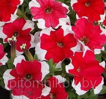 Петуния PICOTEE RED d8