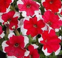 Петуния  PICOTEE RED d8