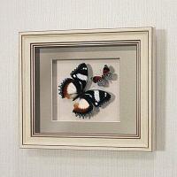 Бабочки Французский триколор и "Летающий самоцвет", арт.: 176а