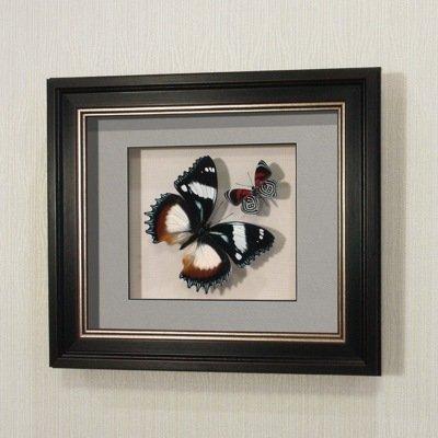 Бабочки Французский триколор и "Летающий самоцвет", арт.: 176в
