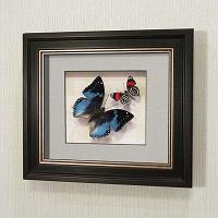 Бабочки Харакс Смарагдовый и Летающий самоцвет, арт.: 174в