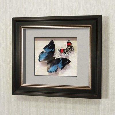 Бабочки Харакс Смарагдовый и Летающий самоцвет, арт.: 174в - фото 1 - id-p58634799