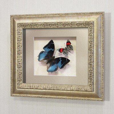 Бабочки Харакс Смарагдовый и Летающий самоцвет, арт.: 174с