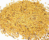 Семена Горчица белая сидерат, медонос (весовые), фото 2