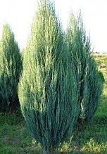 Можжевельник скальный Скайрокет 40-60 cм, С5